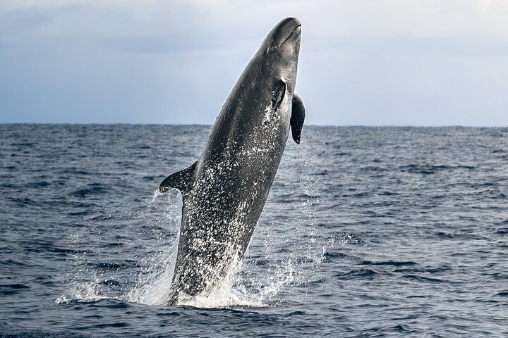 Pelagic Whale Watch Tour - Photo 1 of 22